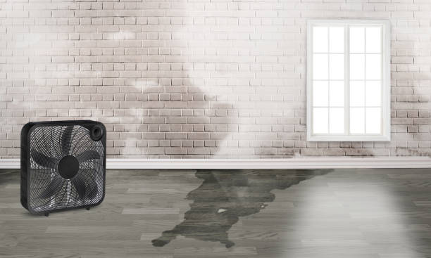 Best Local water damage restoration  in Davenport, WA
