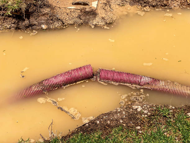 Best Flood restoration services  in Davenport, WA